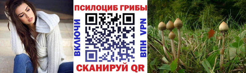 МЕГА tor  Кондопога  Псилоцибиновые грибы Cubensis  цена наркотик 